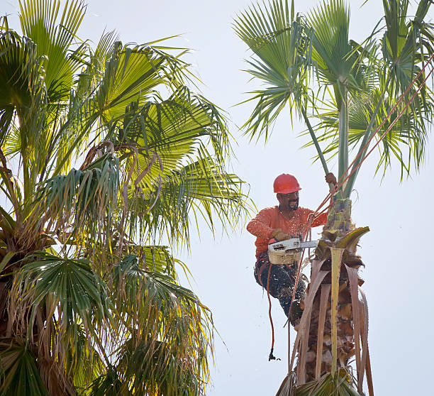 Best Palm Tree Trimming  in Charlottesville, VA